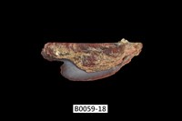 藏品(朱紅鶯蛤)的圖片